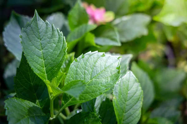 Close-up groen blad onder zonlicht in de tuin. Natuurlijke backgr — Stockfoto