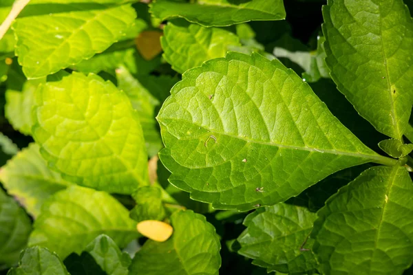 Закройте зеленый лист под солнечным светом в саду. Природный бэкгр — стоковое фото