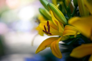 Renkli çiçeklerin arkaplan resmi