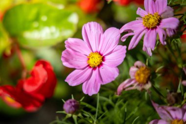 Renkli çiçeklerin arkaplan resmi