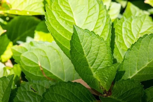 Närbild grönt blad under solljus i trädgården. Naturliga bakgr — Stockfoto