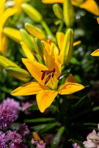 The background image of the colorful flowers