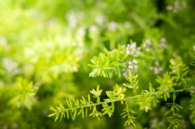 Bahçede güneş ışığı altında yeşil yaprak kapatın. Doğal backgr