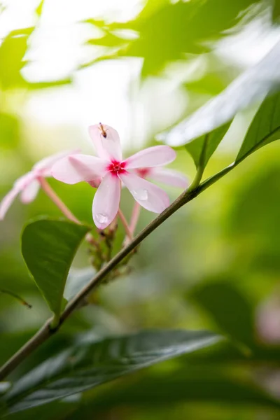 Bakgrundsbilden av de färgglada blommor — Stockfoto