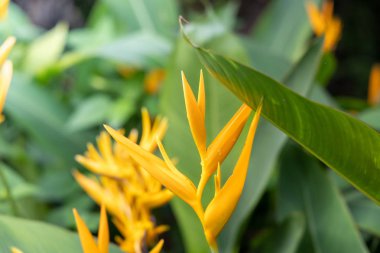 Bahçede güneş ışığı altında yeşil yaprak kapatın. Doğal backgr