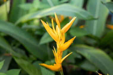 Bahçede güneş ışığı altında yeşil yaprak kapatın. Doğal backgr