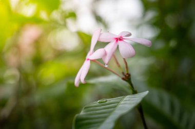 Renkli çiçeklerin arkaplan resmi