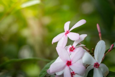 Renkli çiçeklerin arkaplan resmi