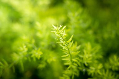 Bahçede güneş ışığı altında yeşil yaprak kapatın. Doğal backgr