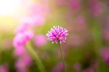 Renkli çiçeklerin arkaplan resmi