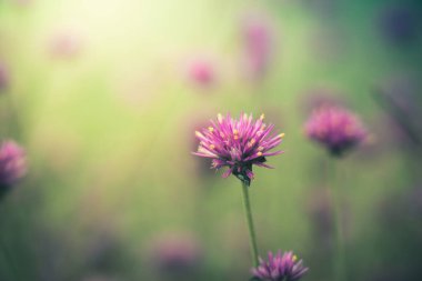 Renkli çiçeklerin arkaplan resmi