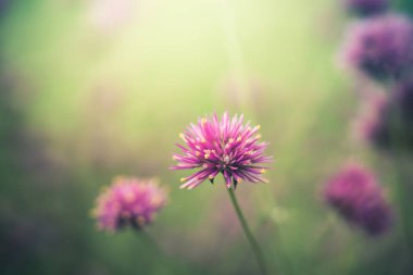 Renkli çiçeklerin arkaplan resmi