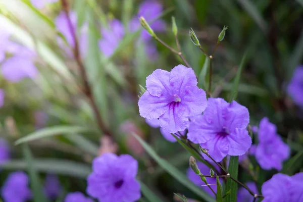 La imagen de fondo de las flores de colores —  Fotos de Stock