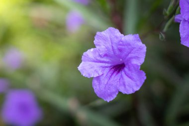 Renkli çiçeklerin arkaplan resmi