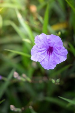 Renkli çiçeklerin arkaplan resmi