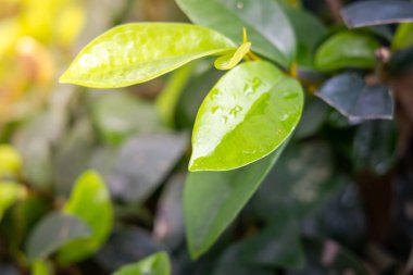 Bahçede güneş ışığı altında yeşil yaprak kapatın. Doğal backgr