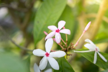 Renkli çiçeklerin arkaplan resmi