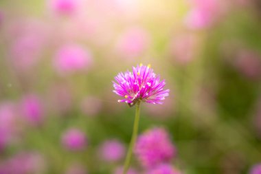 Renkli çiçeklerin arkaplan resmi