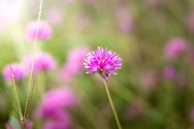 Renkli çiçeklerin arkaplan resmi