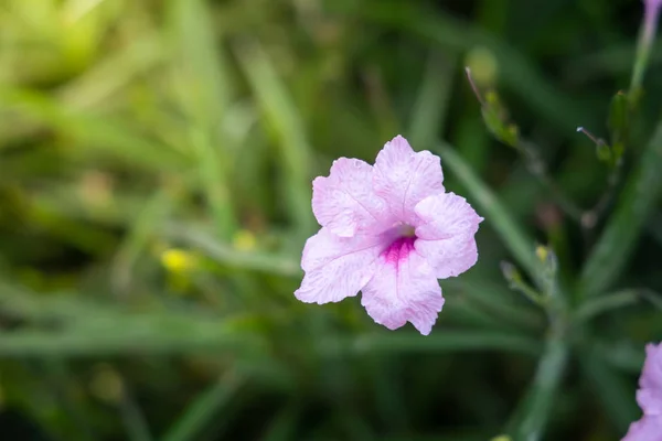 Das Hintergrundbild der bunten Blumen — Stockfoto