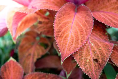 Bahçede güneş ışığı altında yeşil yaprak kapatın. Doğal backgr