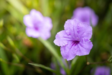 Renkli çiçeklerin arkaplan resmi