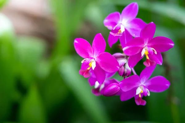 Schöne blühende Orchideen im Wald — Stockfoto