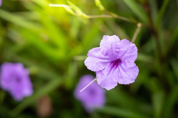 A imagem de fundo das flores coloridas — Fotografia de Stock