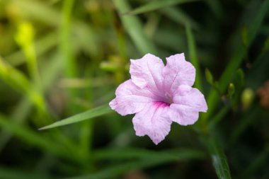 Renkli çiçeklerin arkaplan resmi