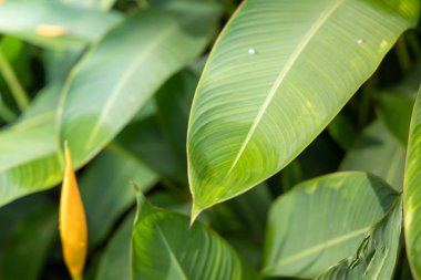 Bahçede güneş ışığı altında yeşil yaprak kapatın. Doğal backgr