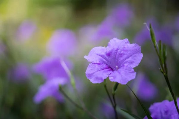 La imagen de fondo de las flores de colores —  Fotos de Stock