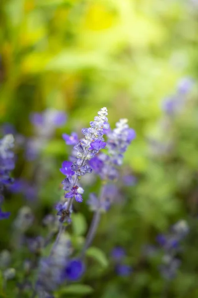 La imagen de fondo de las flores de colores —  Fotos de Stock