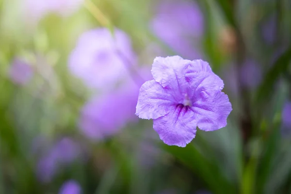 L'image de fond des fleurs colorées — Photo