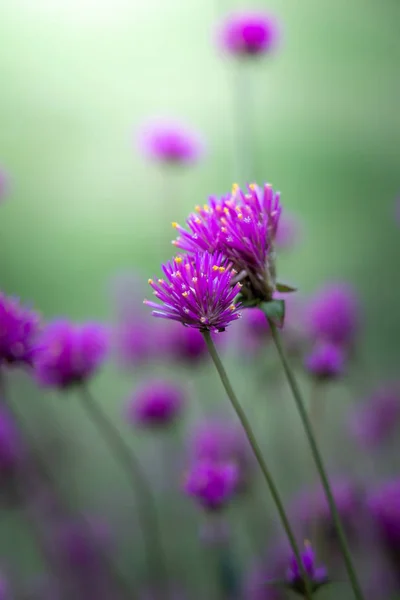 La imagen de fondo de las flores de colores — Foto de Stock