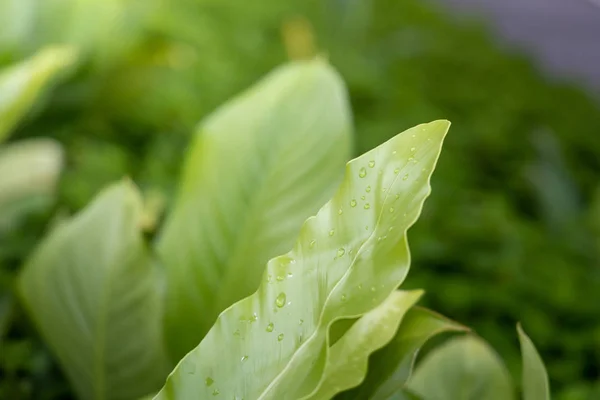 정원에서 햇빛 아래 녹색 잎을 닫습니다. 내추럴 백그라 — 스톡 사진
