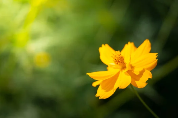 De achtergrond afbeelding van de kleurrijke bloemen — Stockfoto