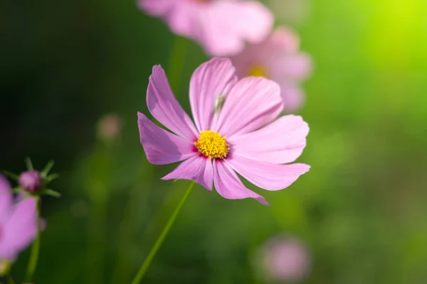 The background image of the colorful flowers — Stock Photo, Image