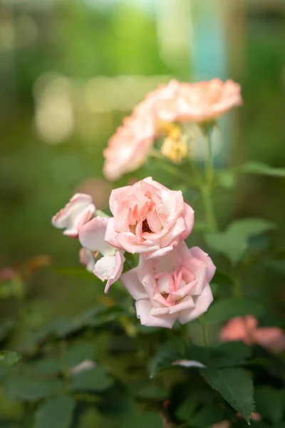 Rosas en el jardín — Foto de Stock