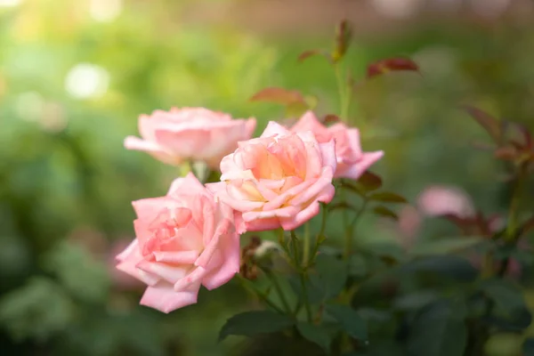 Rosas en el jardín — Foto de Stock