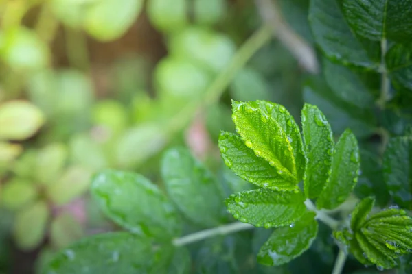 Närbild grönt blad under solljus i trädgården. Naturliga bakgr — Stockfoto