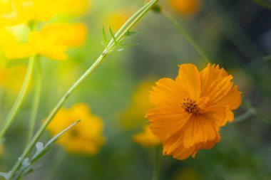 Renkli çiçeklerin arkaplan resmi