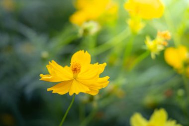 Renkli çiçeklerin arkaplan resmi