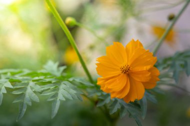 Renkli çiçeklerin arkaplan resmi