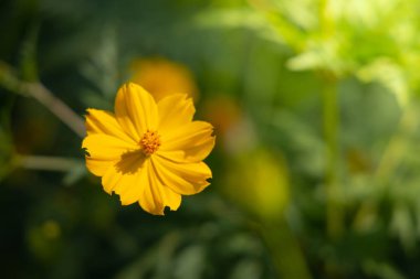 Renkli çiçeklerin arkaplan resmi