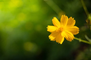 Renkli çiçeklerin arkaplan resmi