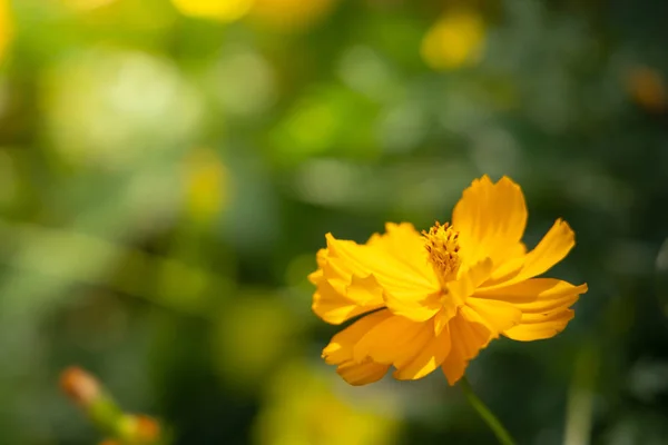 La imagen de fondo de las flores de colores —  Fotos de Stock