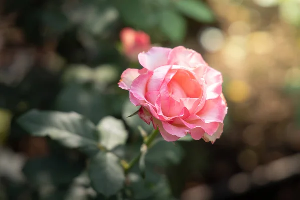 Rosas en el jardín — Foto de Stock