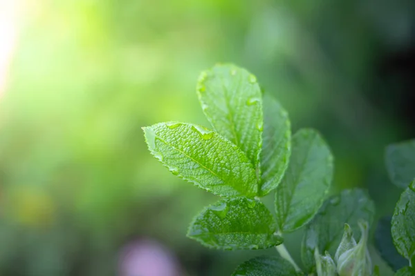 Närbild grönt blad under solljus i trädgården. Naturliga bakgr — Stockfoto