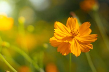 Renkli çiçeklerin arkaplan resmi