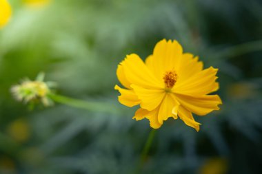 Renkli çiçeklerin arkaplan resmi